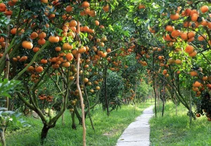 Đất Vườn Miền Nam 2025