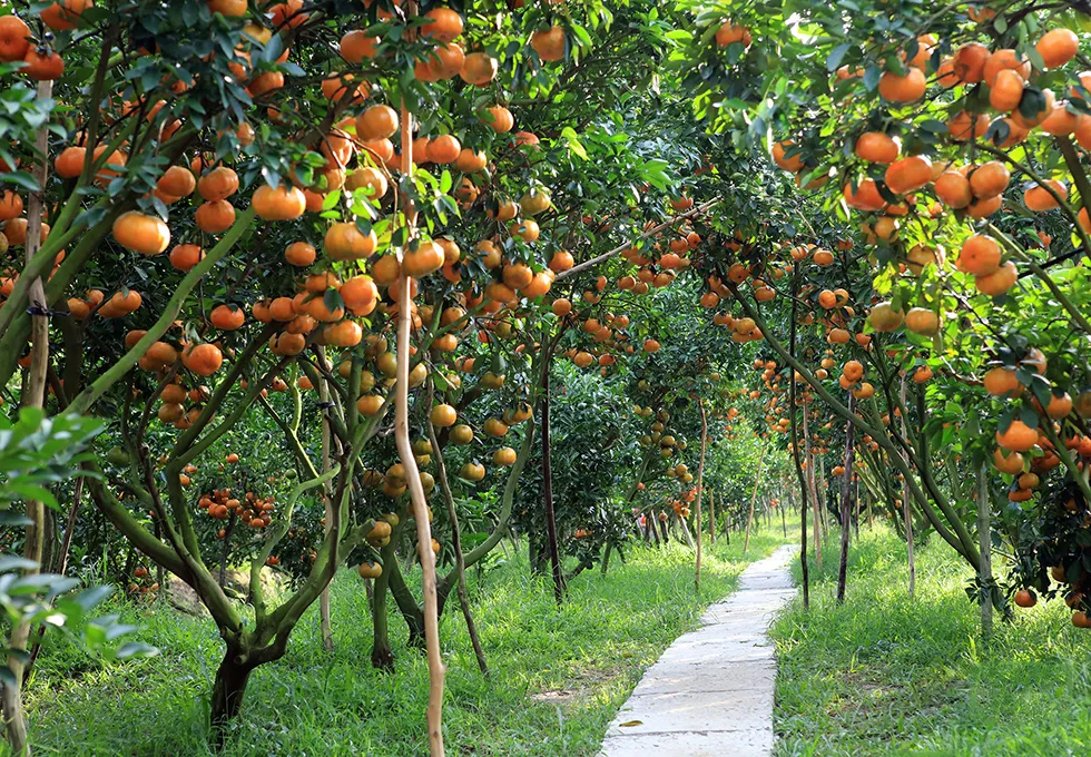 Đất Vườn Miền Nam 2025